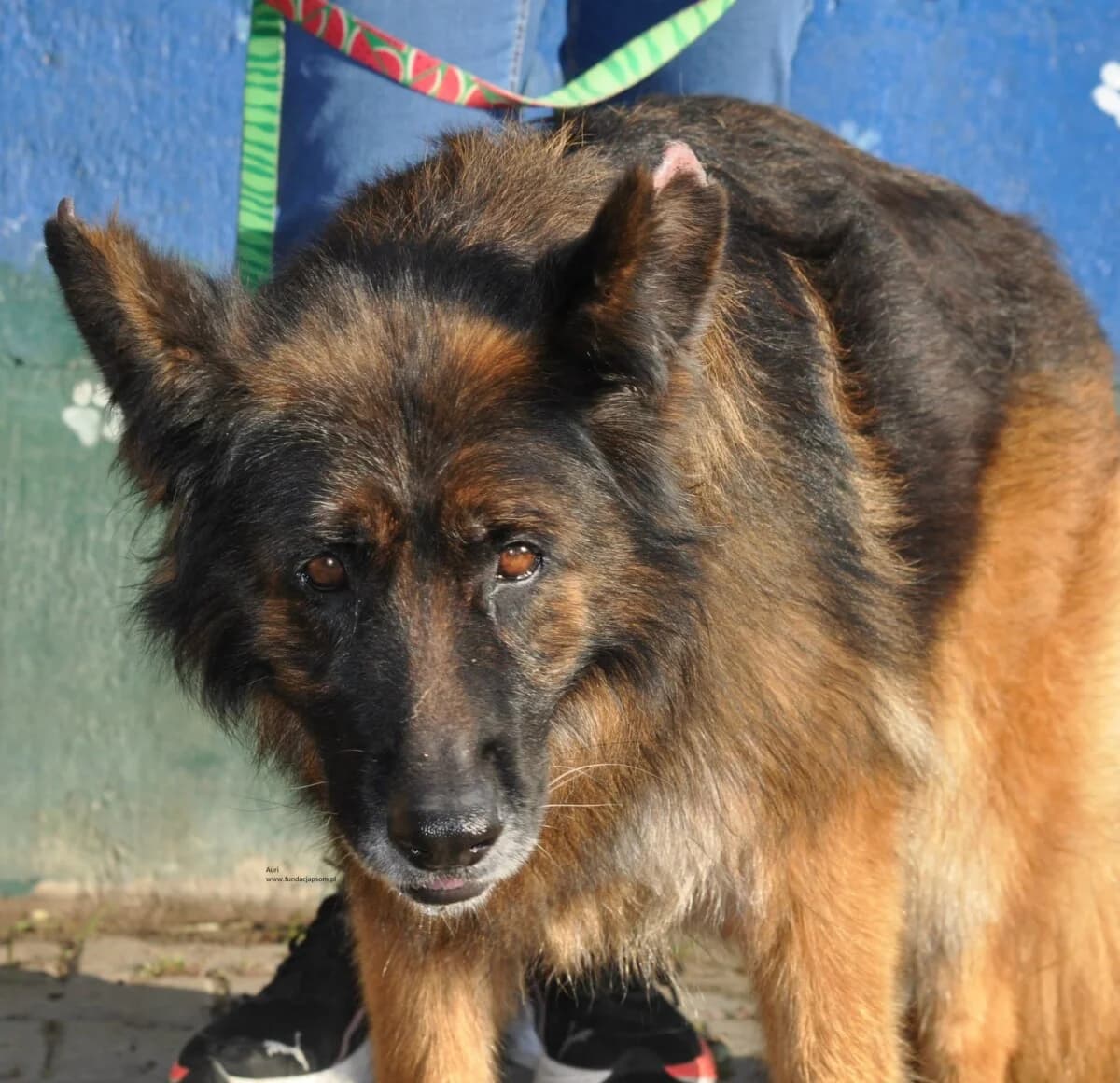 Auri, female mixed breed for adoption at Fundacja Przyjaciele Braci Mniejszych
