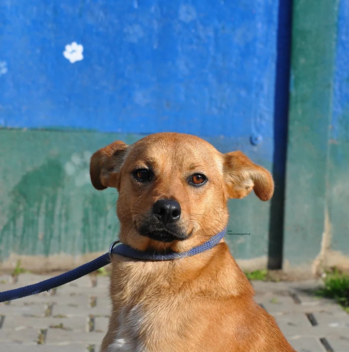 Taro, male mixed breed for adoption at Fundacja Przyjaciele Braci Mniejszych