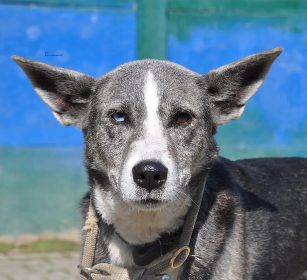 Ares, male mixed breed for adoption at Fundacja Przyjaciele Braci Mniejszych