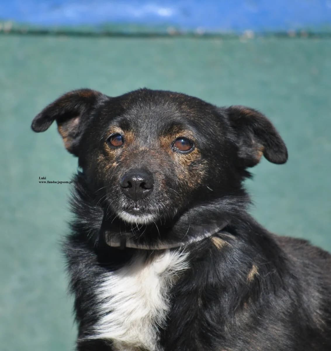Luki, male mixed breed for adoption at Fundacja Przyjaciele Braci Mniejszych