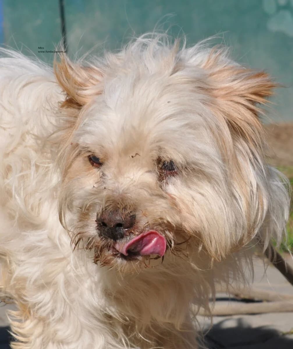 Miro, male mixed breed for adoption at Fundacja Przyjaciele Braci Mniejszych