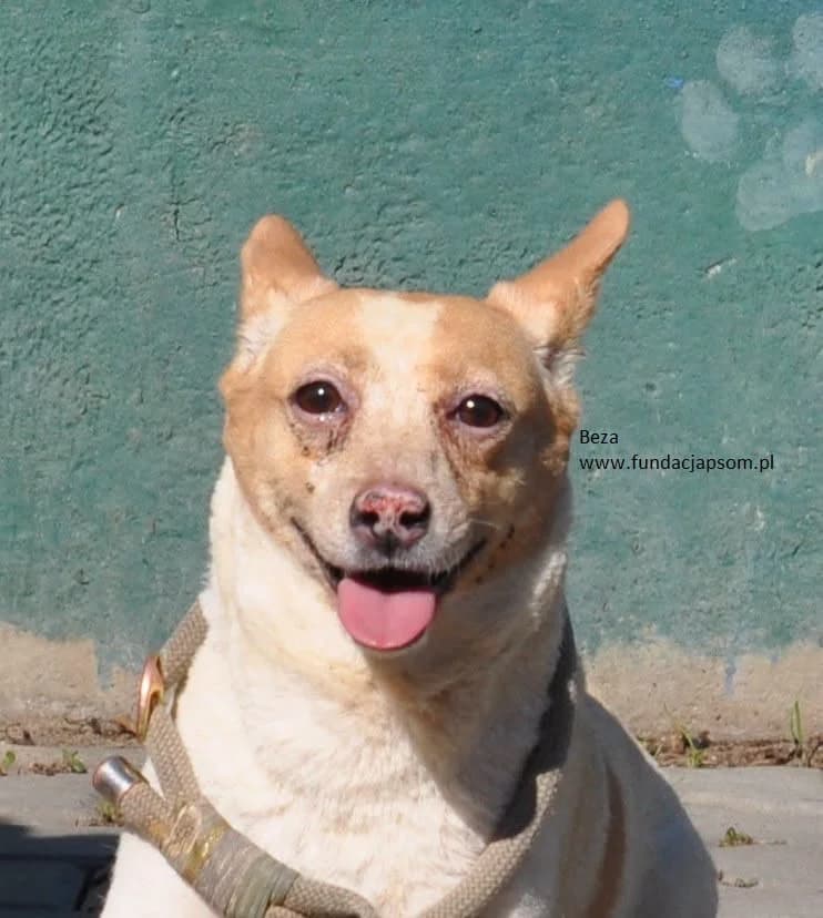 Beza, female mixed breed for adoption at Fundacja Przyjaciele Braci Mniejszych
