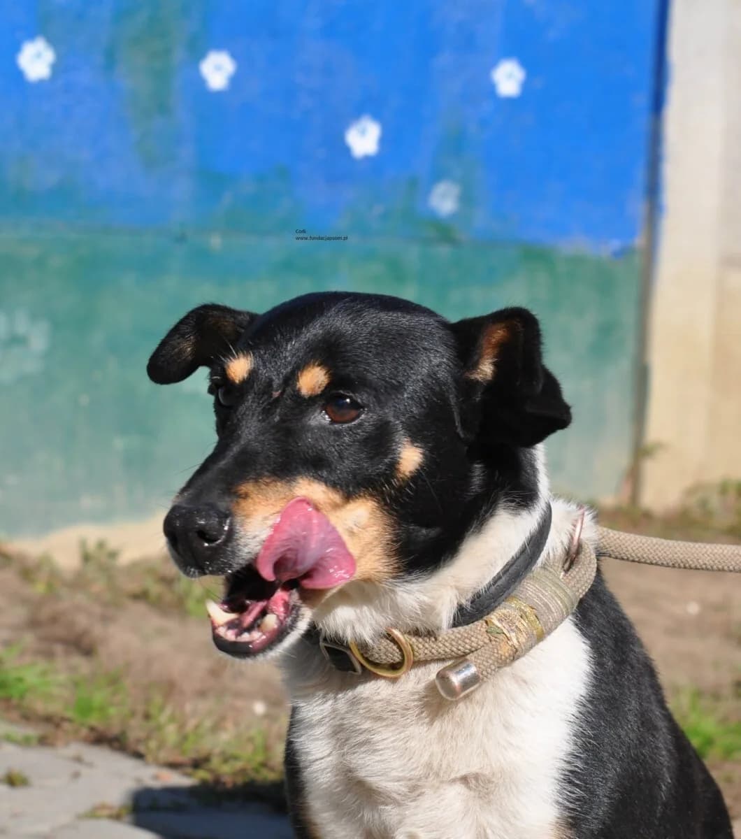 Codi, male mixed breed for adoption at Fundacja Przyjaciele Braci Mniejszych