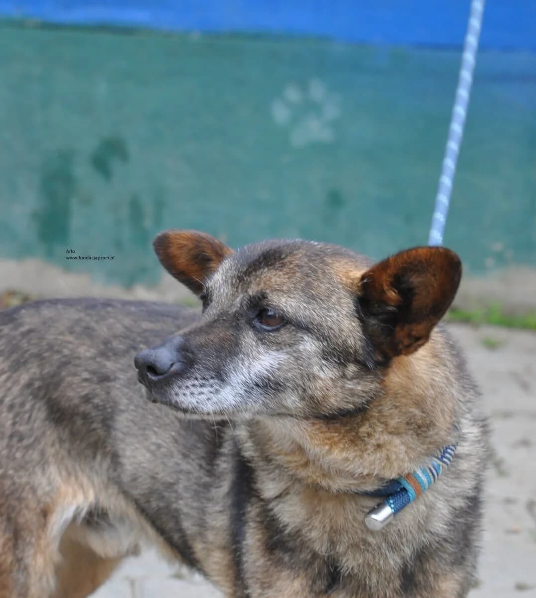 Arlo, male mixed breed for adoption at Fundacja Przyjaciele Braci Mniejszych