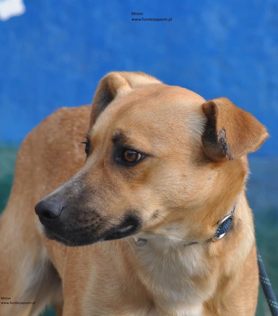 Mister, male mixed breed for adoption at Fundacja Przyjaciele Braci Mniejszych