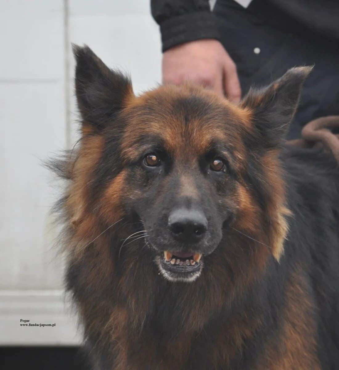 Pegaz, male mixed breed for adoption at Fundacja Przyjaciele Braci Mniejszych