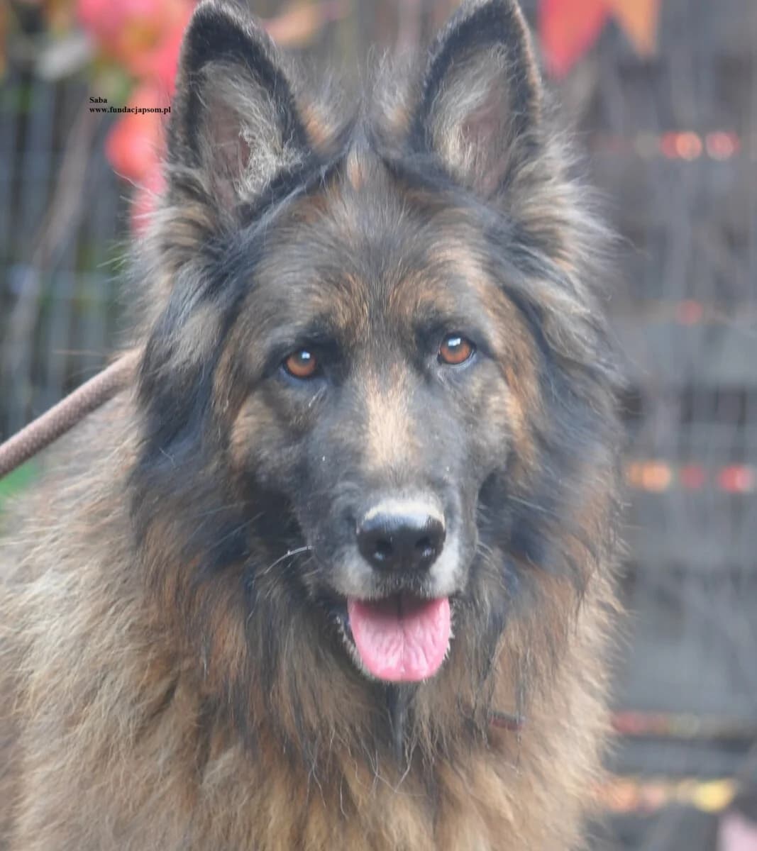 Saba, female mixed breed for adoption at Fundacja Przyjaciele Braci Mniejszych