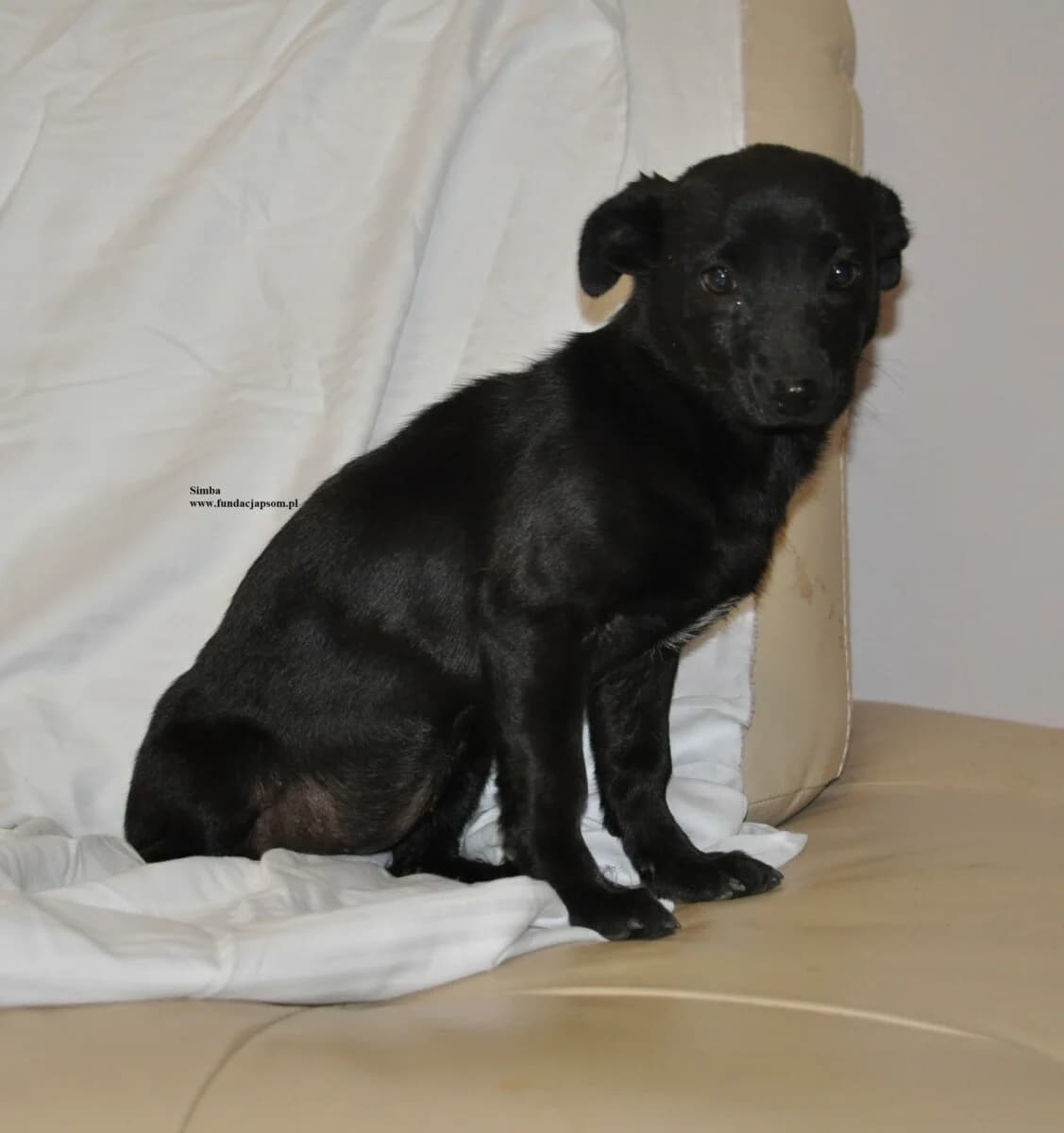 Simba, female mixed breed for adoption at Fundacja Przyjaciele Braci Mniejszych