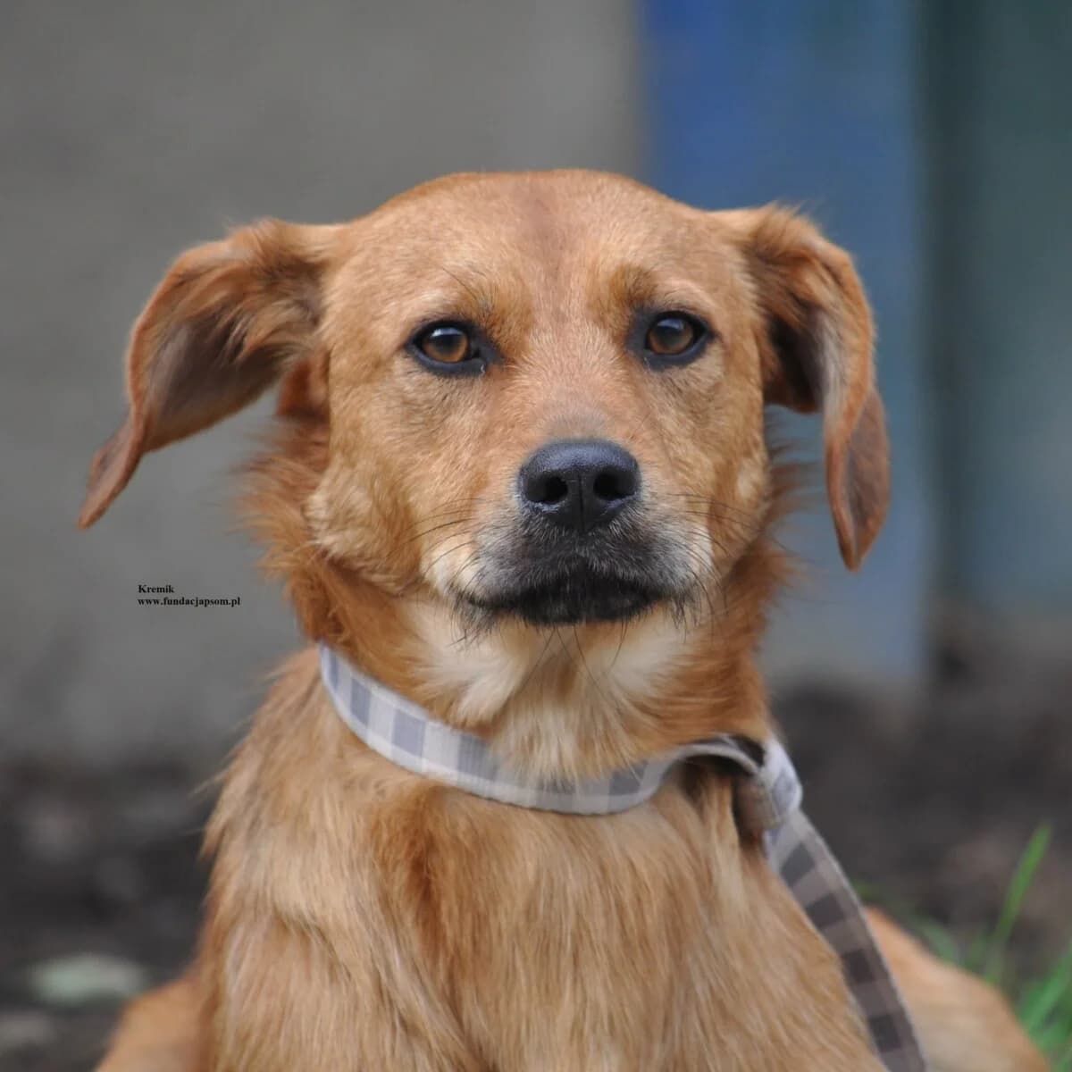 Kremik, male mixed breed for adoption at Fundacja Przyjaciele Braci Mniejszych