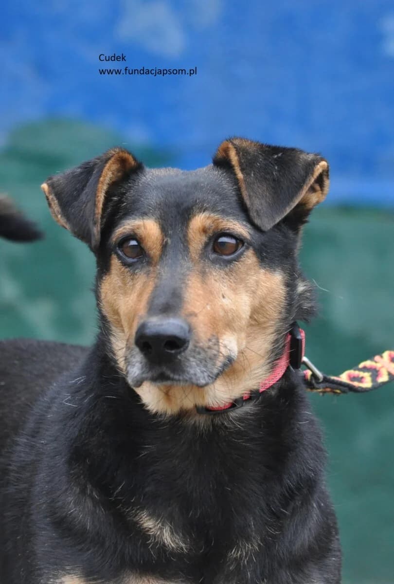 Cudek, male mixed breed for adoption at Fundacja Przyjaciele Braci Mniejszych