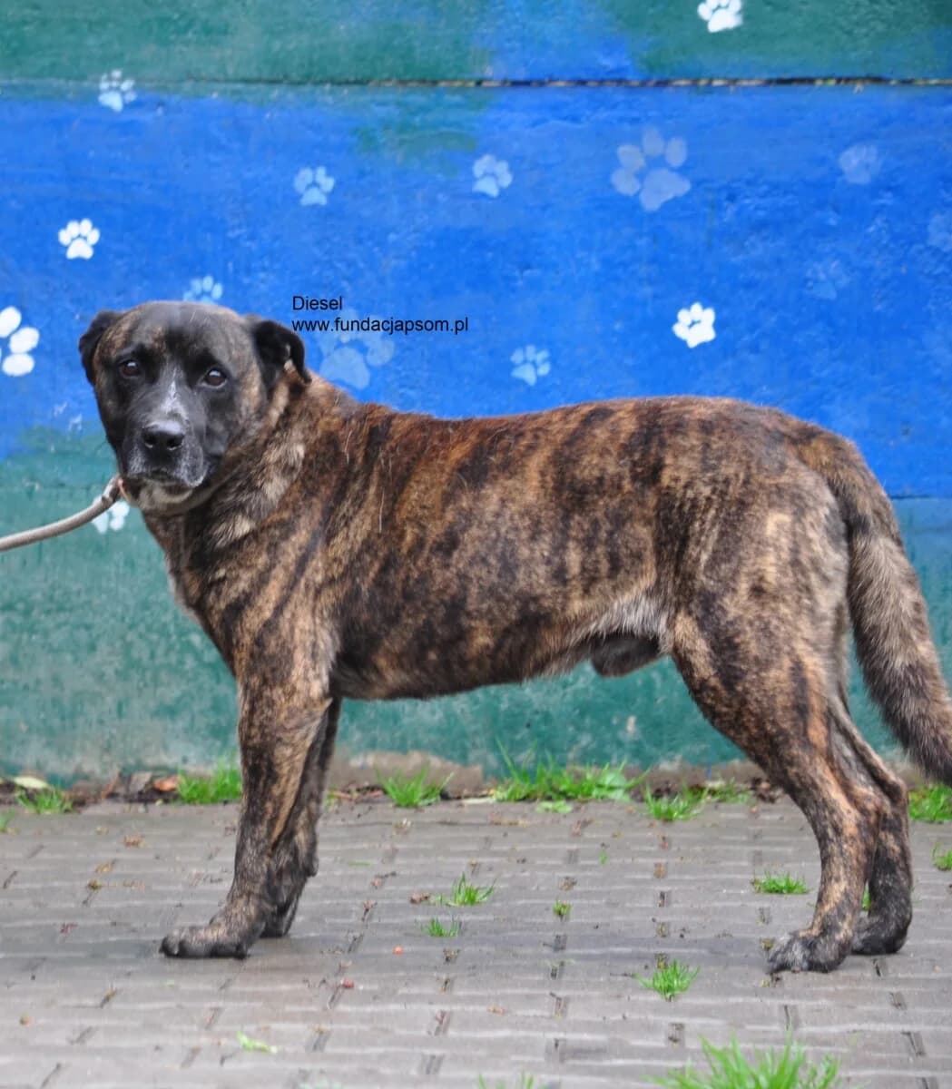 Diesel, male mixed breed for adoption at Fundacja Przyjaciele Braci Mniejszych