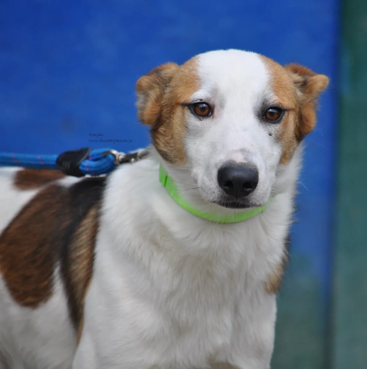 Kasjan, male mixed breed for adoption at Fundacja Przyjaciele Braci Mniejszych