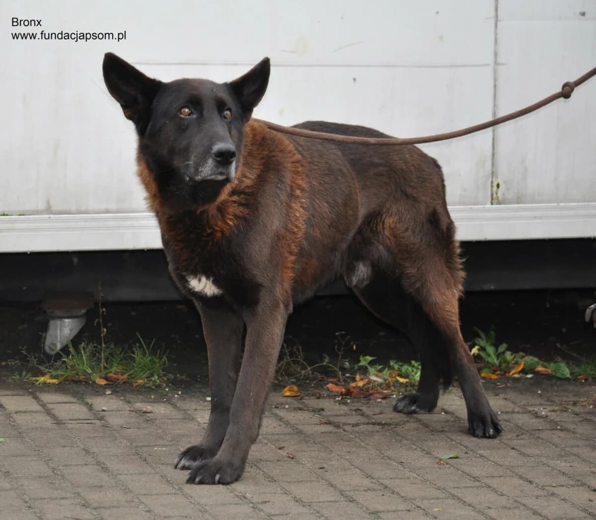 Bronx, male mixed breed for adoption at Fundacja Przyjaciele Braci Mniejszych