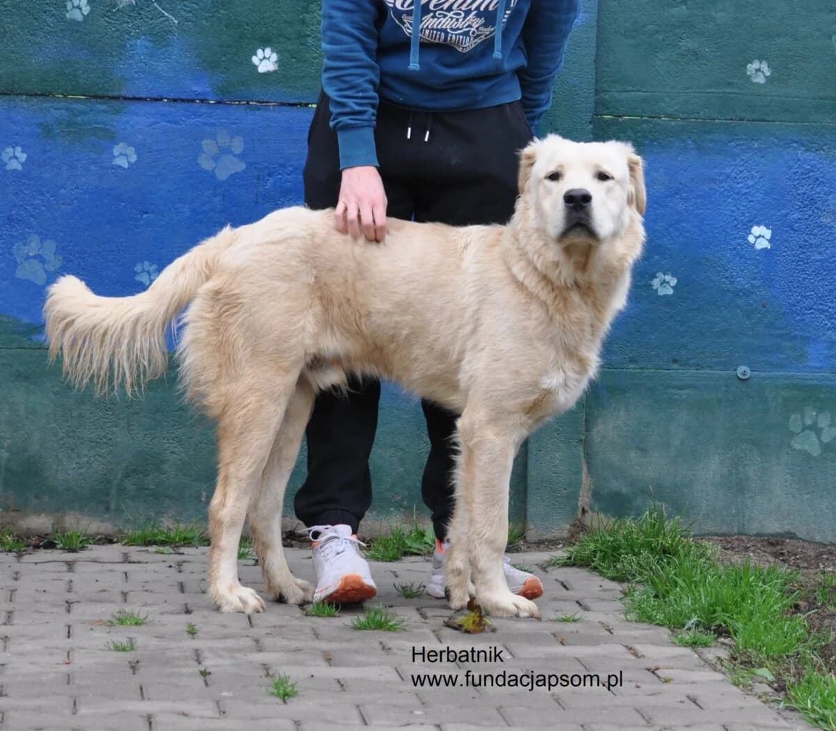 Herbatnik, male mixed breed for adoption at Fundacja Przyjaciele Braci Mniejszych