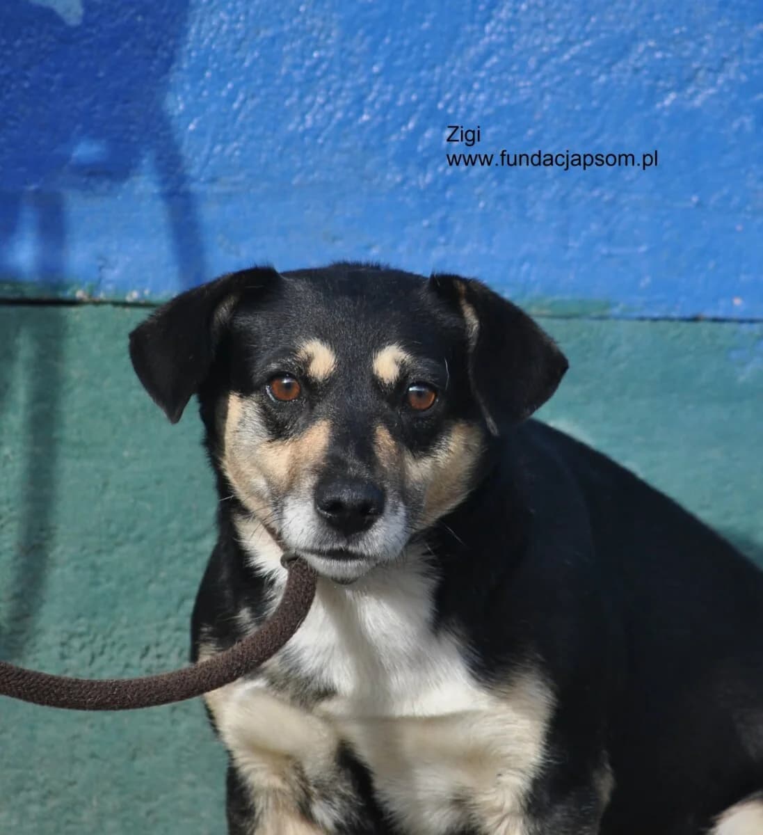 Zigi, male mixed breed for adoption at Fundacja Przyjaciele Braci Mniejszych
