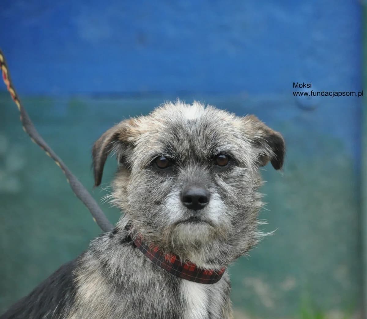 Moksi, female mixed breed for adoption at Fundacja Przyjaciele Braci Mniejszych