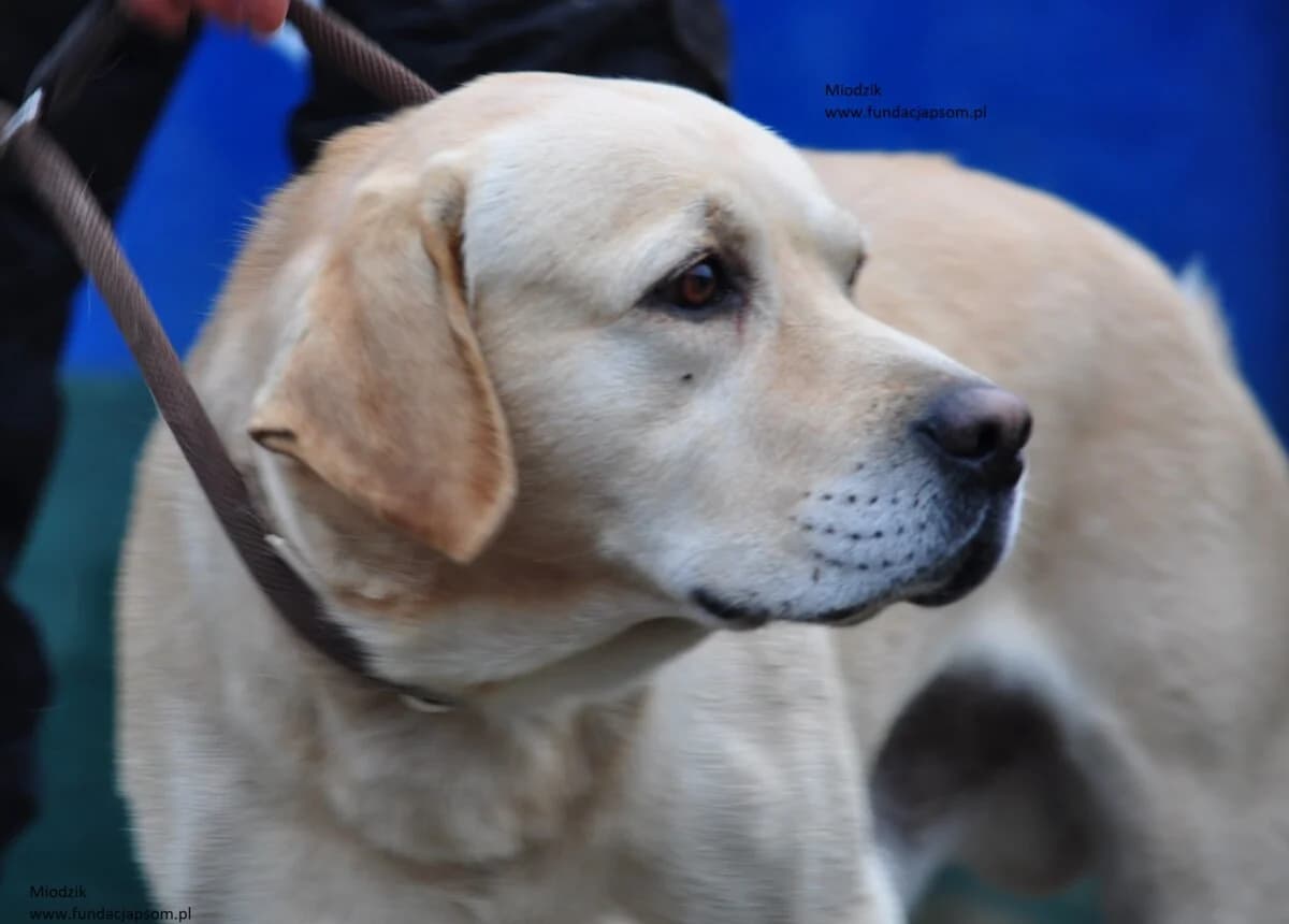 Miodzik, male mixed breed for adoption at Fundacja Przyjaciele Braci Mniejszych