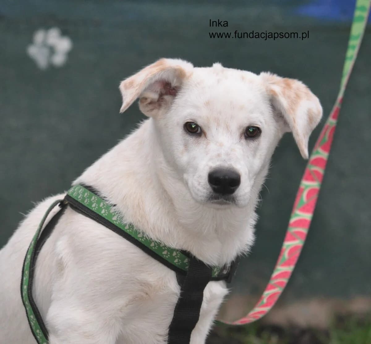 Inka, female mixed breed for adoption at Fundacja Przyjaciele Braci Mniejszych