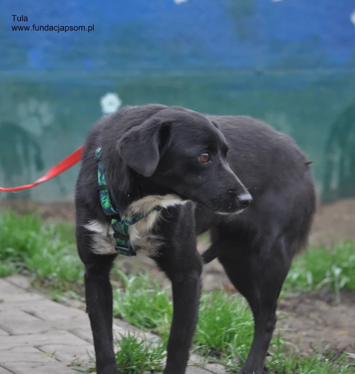 Tula, female mixed breed for adoption at Fundacja Przyjaciele Braci Mniejszych