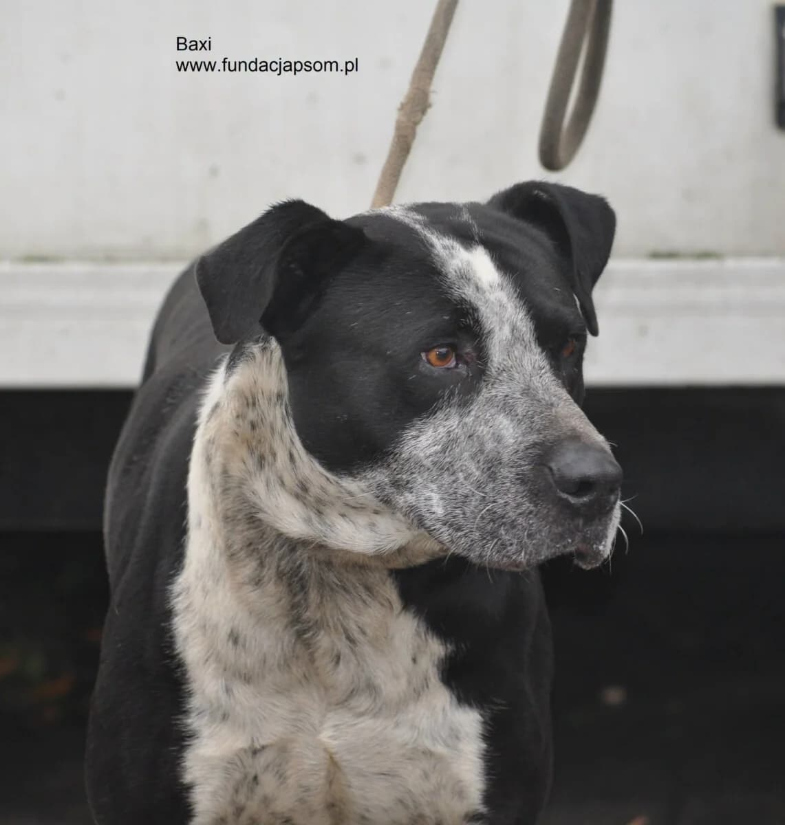 Baxi, male mixed breed for adoption at Fundacja Przyjaciele Braci Mniejszych