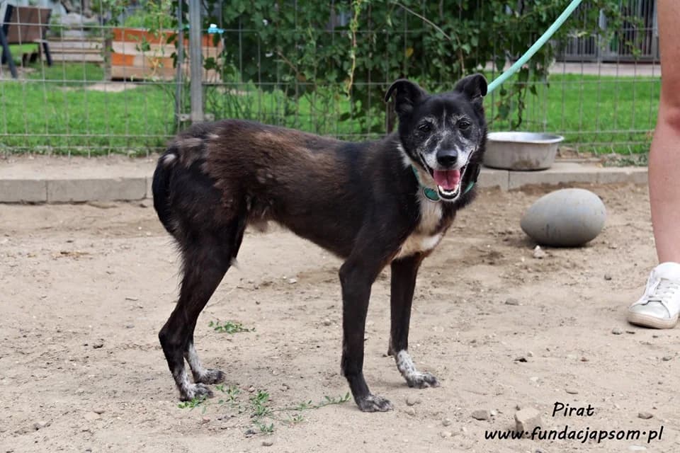 Pirat, male senior mixed breed for adoption at Fundacja Przyjaciele Braci Mniejszych
