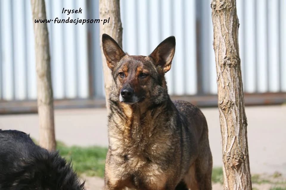 Irysek, male puppy mixed breed for adoption at Fundacja Przyjaciele Braci Mniejszych