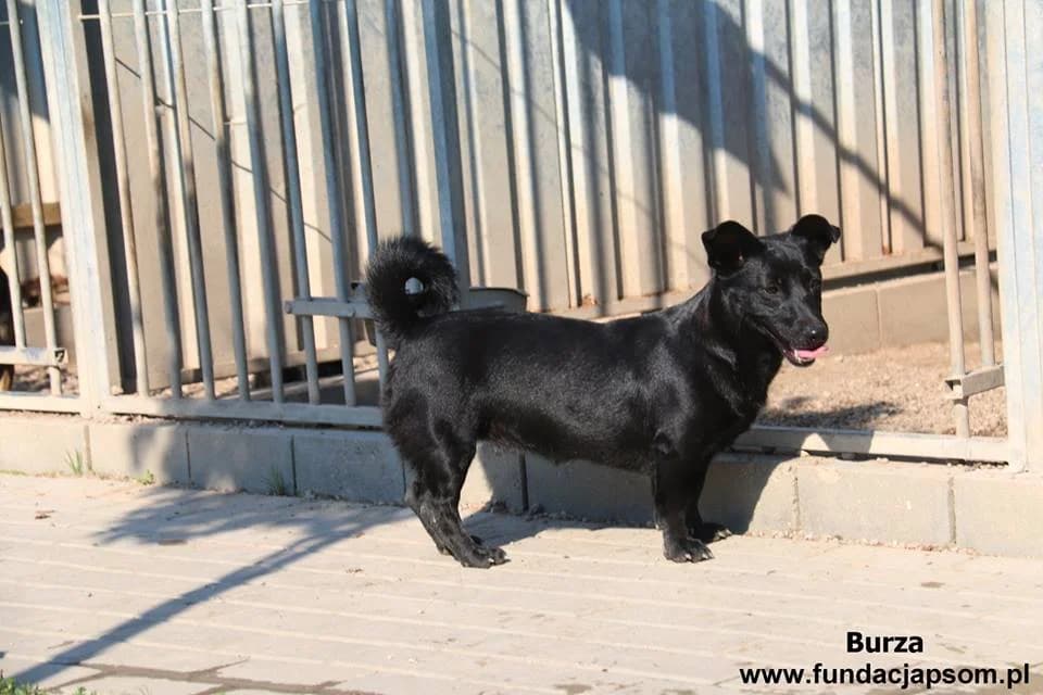 Burza, female puppy mixed breed for adoption at Fundacja Przyjaciele Braci Mniejszych