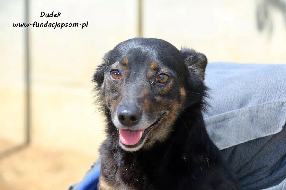 Dudek, male mixed breed for adoption at Fundacja Przyjaciele Braci Mniejszych