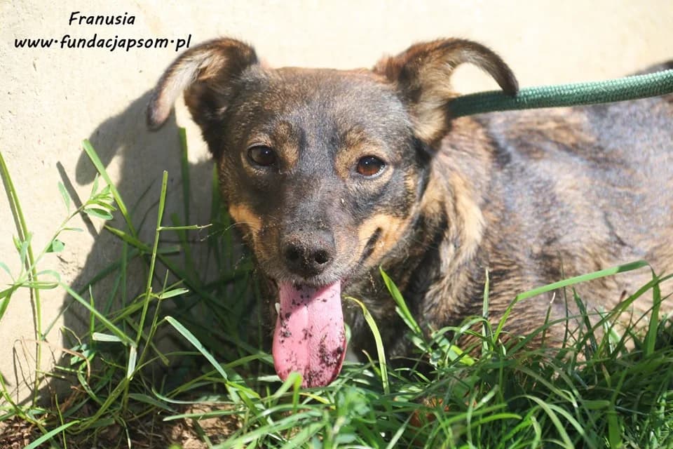 Franusia, female puppy mixed breed for adoption at Fundacja Przyjaciele Braci Mniejszych