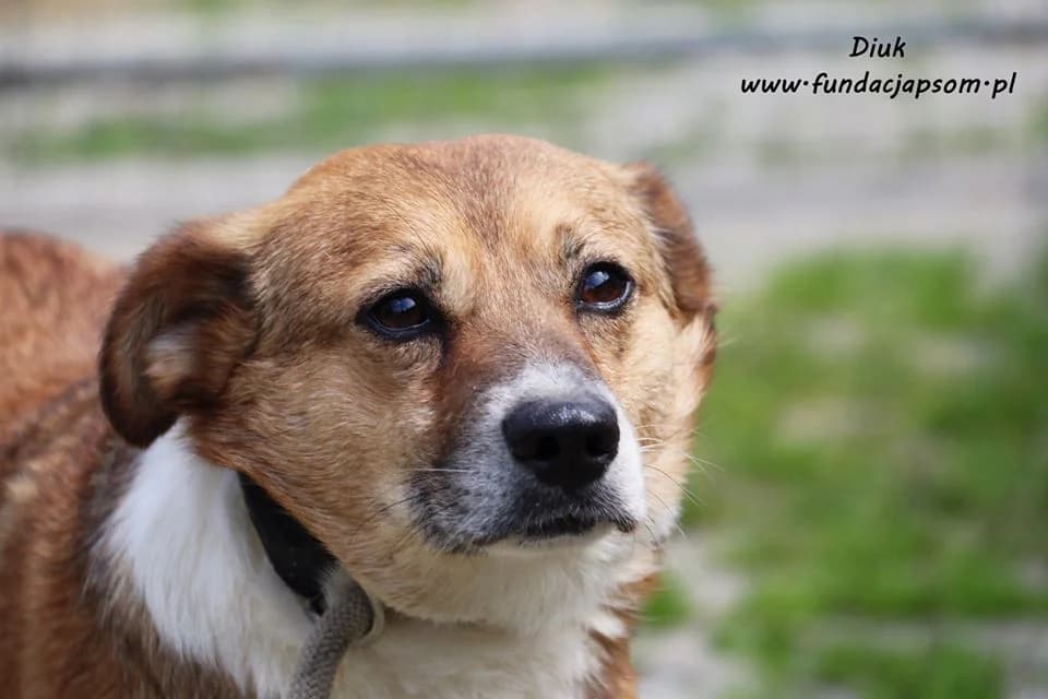 Diuk, male mixed breed for adoption at Fundacja Przyjaciele Braci Mniejszych