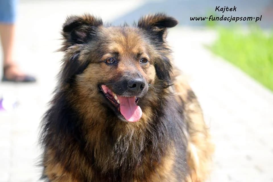 Kajtek, male mixed breed for adoption at Fundacja Przyjaciele Braci Mniejszych