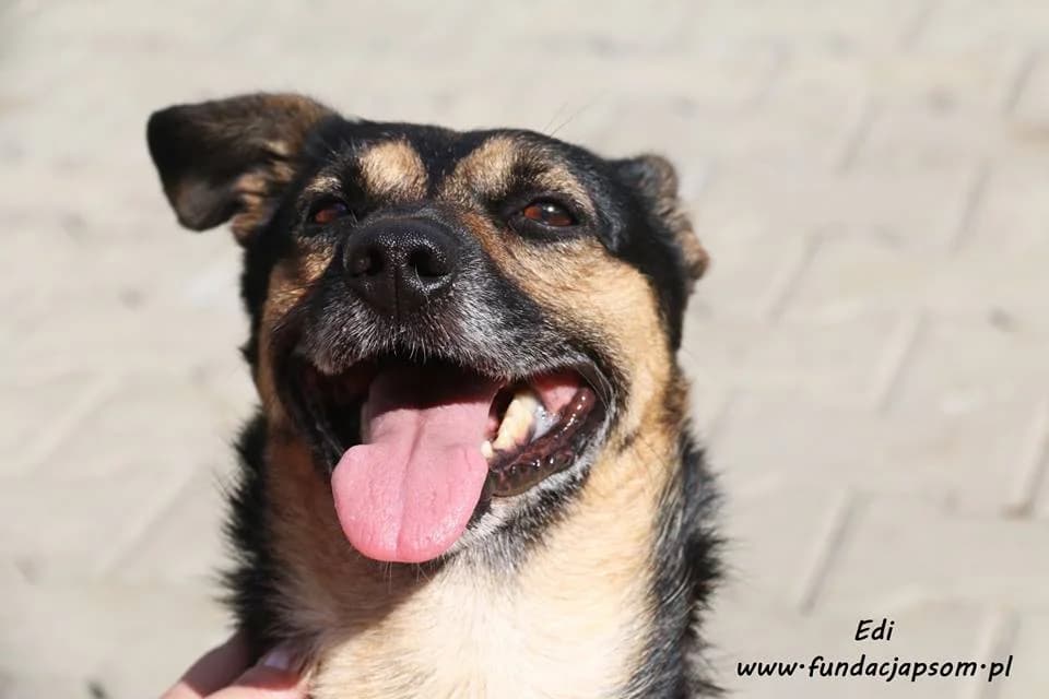 Edi, male mixed breed for adoption at Fundacja Przyjaciele Braci Mniejszych