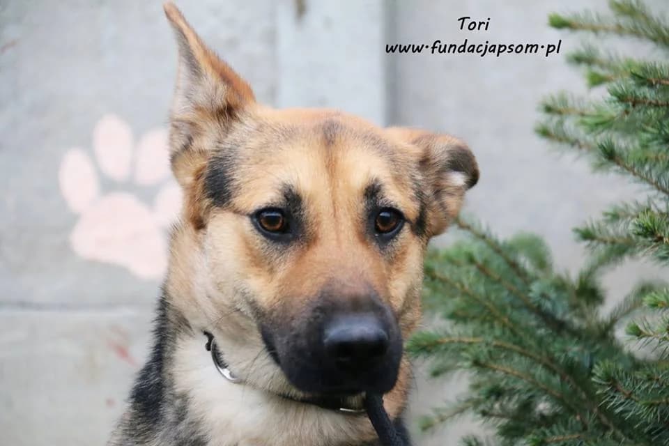 Tori, female mixed breed for adoption at Fundacja Przyjaciele Braci Mniejszych
