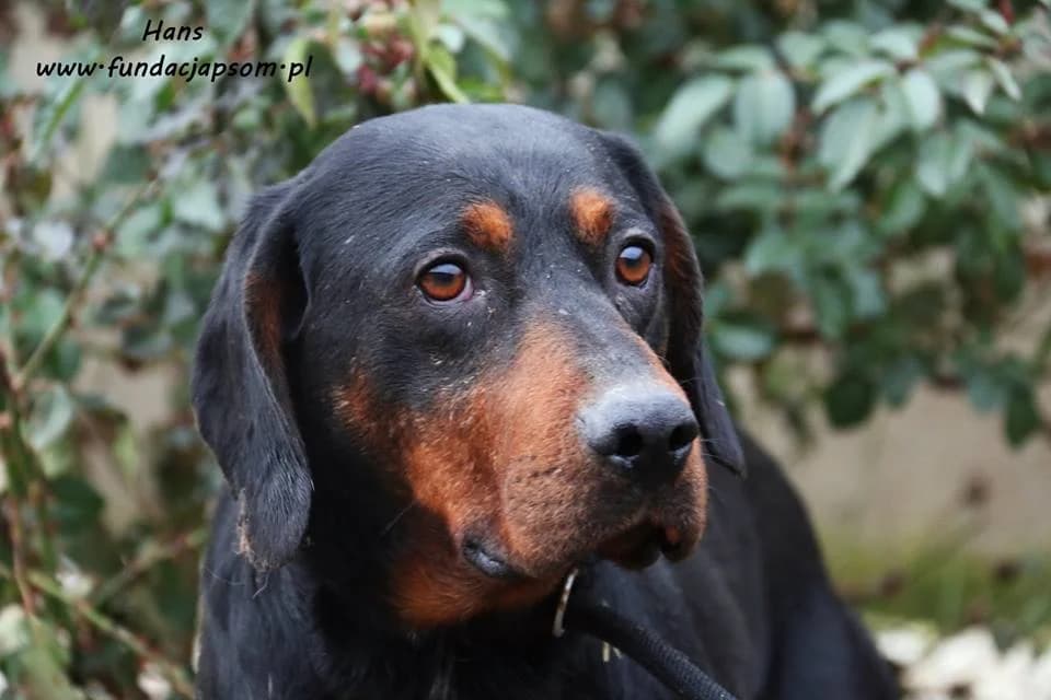 Hans, male mixed breed for adoption at Fundacja Przyjaciele Braci Mniejszych