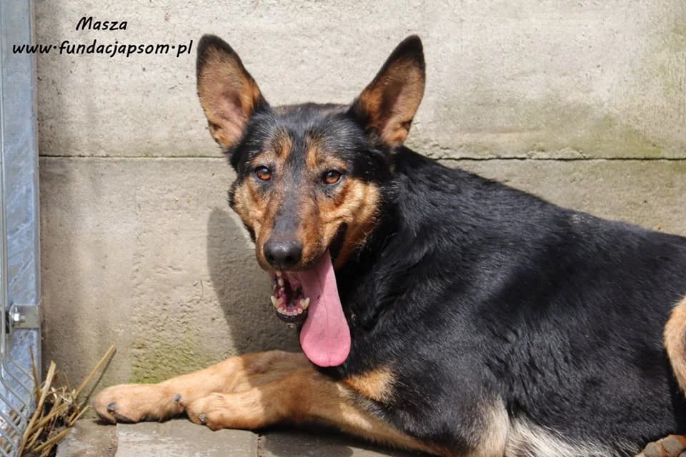 Masza, female mixed breed for adoption at Fundacja Przyjaciele Braci Mniejszych