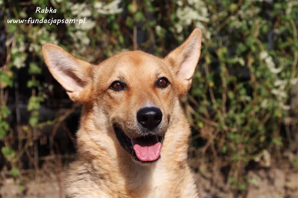 Rabka, female mixed breed for adoption at Fundacja Przyjaciele Braci Mniejszych