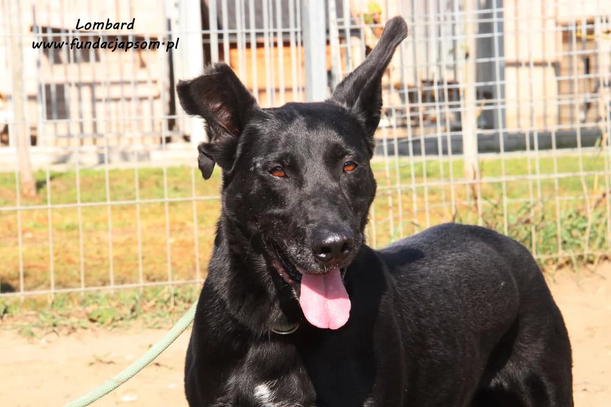 Lombard, male mixed breed for adoption at Fundacja Przyjaciele Braci Mniejszych