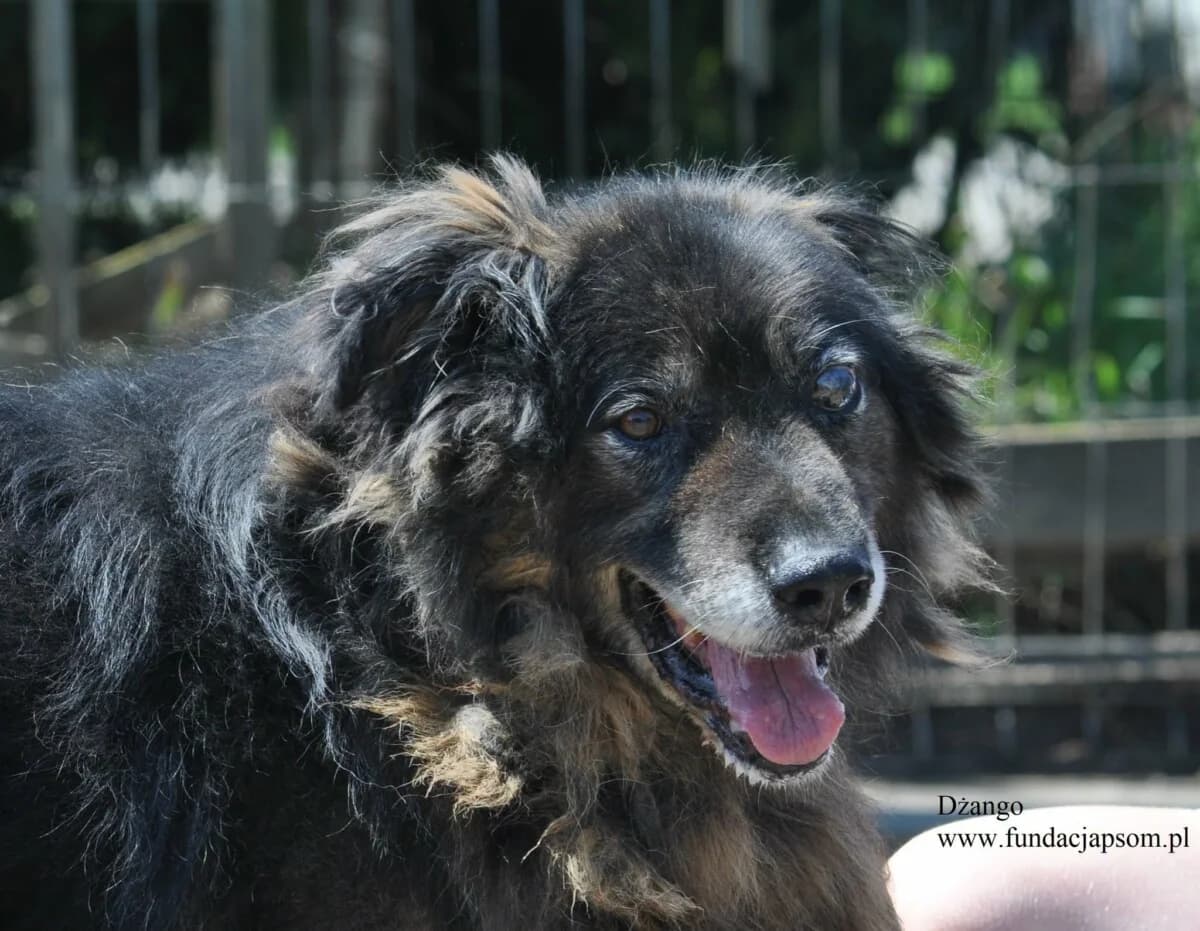 Dżango, male mixed breed for adoption at Fundacja Przyjaciele Braci Mniejszych