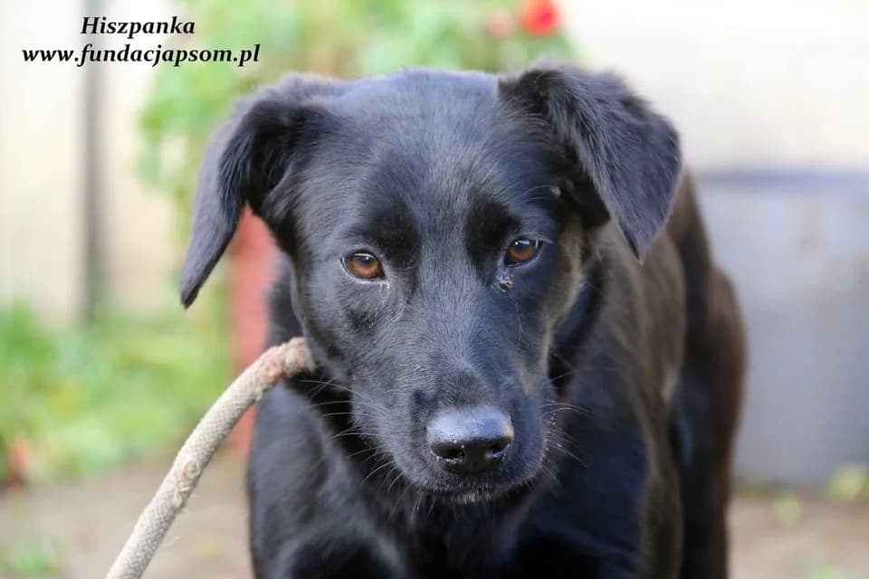 Hiszpanka, female mixed breed for adoption at Fundacja Przyjaciele Braci Mniejszych