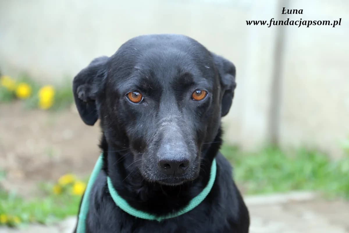 Łuna, female mixed breed for adoption at Fundacja Przyjaciele Braci Mniejszych