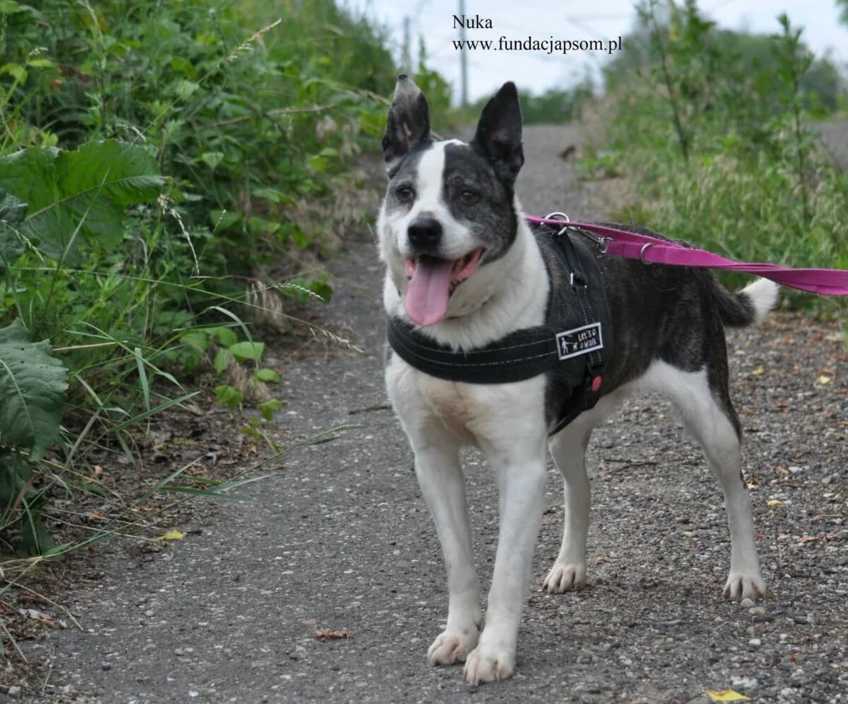 Nuka, female mixed breed for adoption at Fundacja Przyjaciele Braci Mniejszych