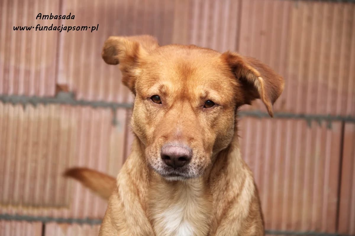 Ambasada, female mixed breed for adoption at Fundacja Przyjaciele Braci Mniejszych