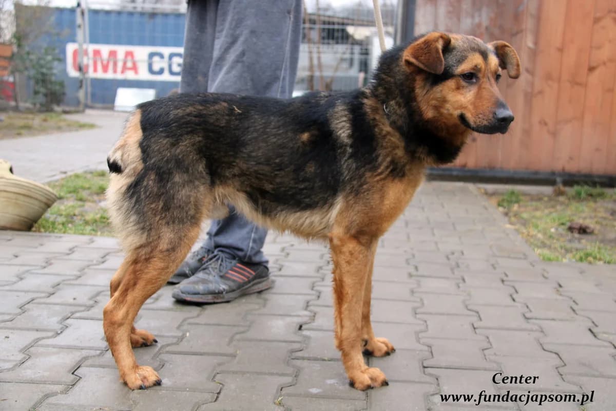 Center, male mixed breed for adoption at Fundacja Przyjaciele Braci Mniejszych