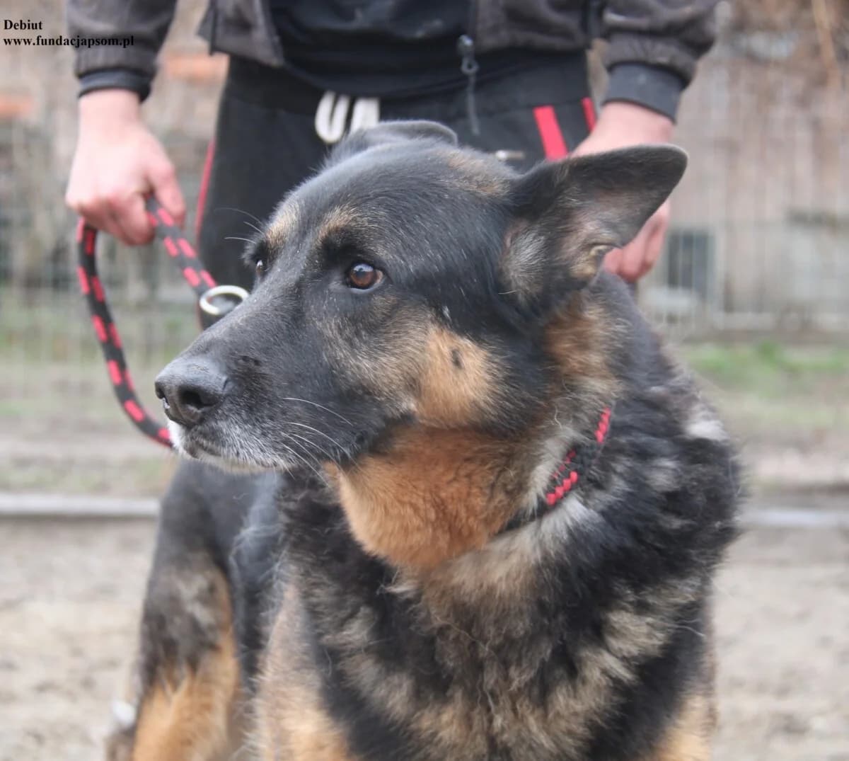 Debiut, male mixed breed for adoption at Fundacja Przyjaciele Braci Mniejszych