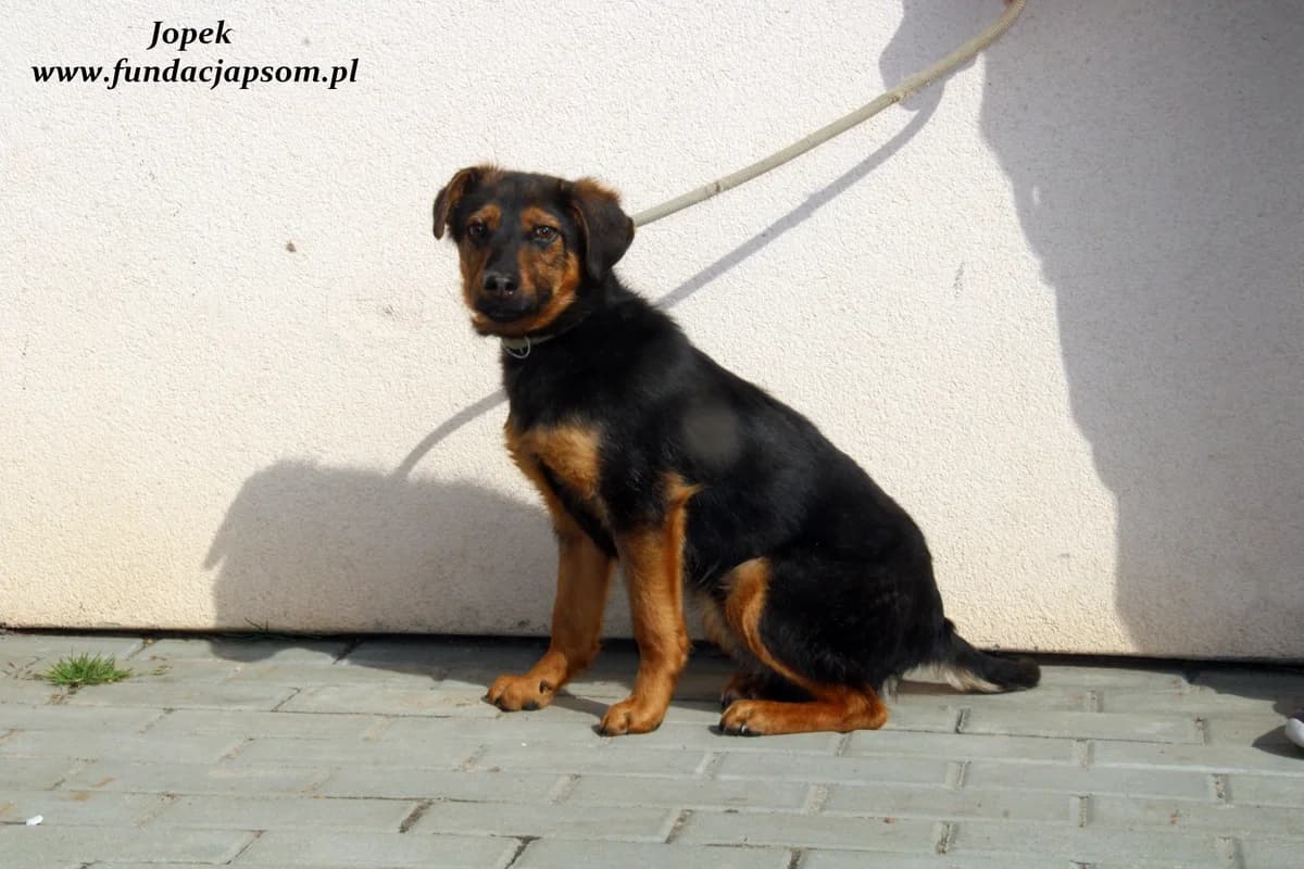 Jopek, male mixed breed for adoption at Fundacja Przyjaciele Braci Mniejszych
