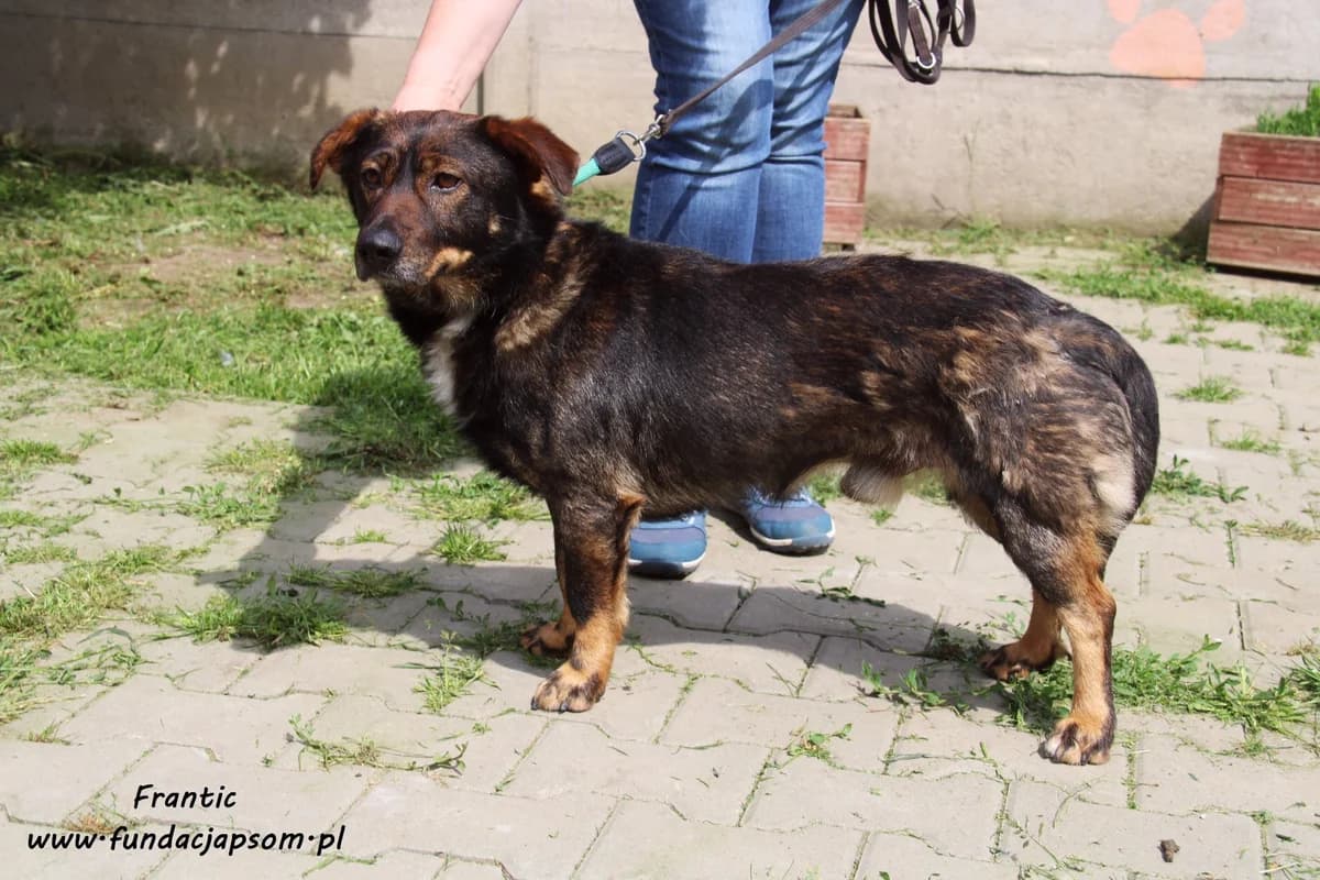 Frantic, male mixed breed for adoption at Fundacja Przyjaciele Braci Mniejszych