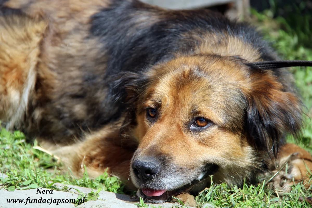 Nera, female mixed breed for adoption at Fundacja Przyjaciele Braci Mniejszych