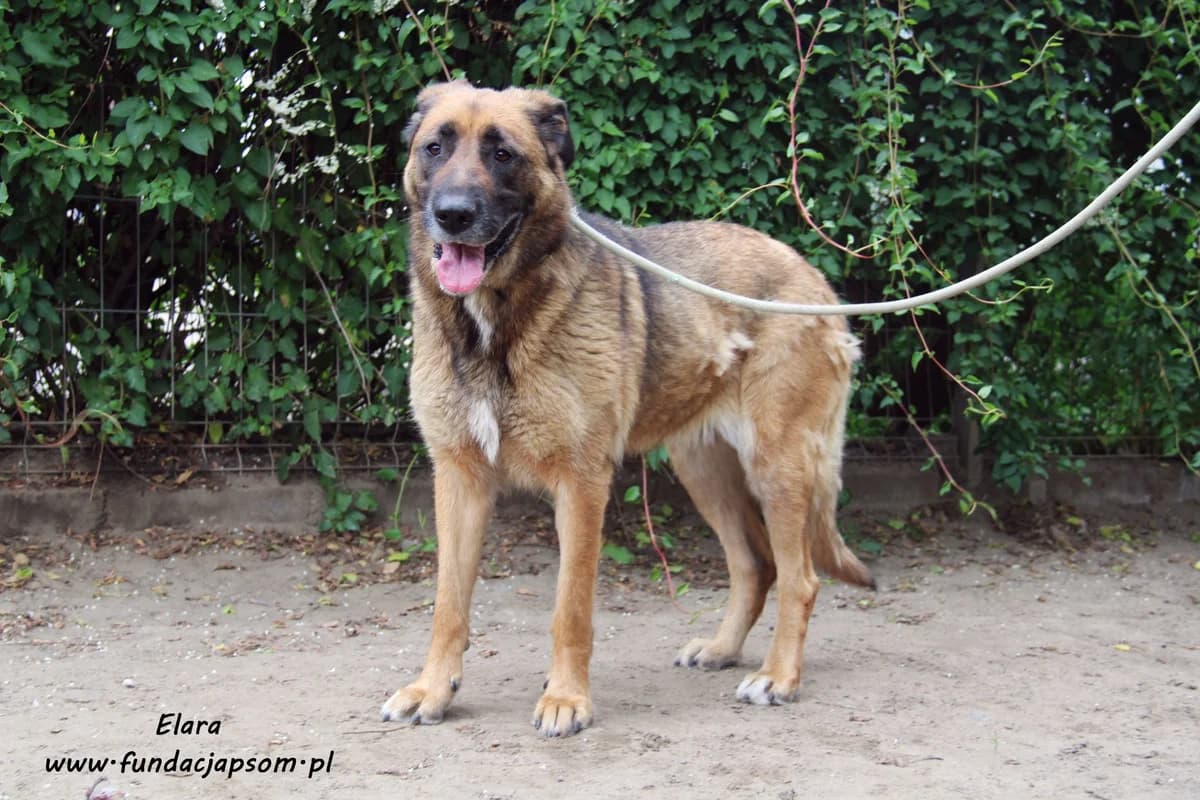 Elara, female mixed breed for adoption at Fundacja Przyjaciele Braci Mniejszych