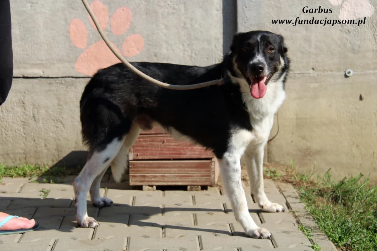 Garbus, male mixed breed for adoption at Fundacja Przyjaciele Braci Mniejszych
