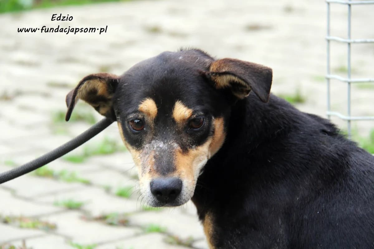Edzio, male mixed breed for adoption at Fundacja Przyjaciele Braci Mniejszych